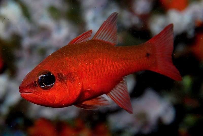 NAFOSUB 2012: Juan Carlos Melero y Ana Isabel Moreno, rozan el "Top Ten" nacional